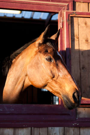 Horse in the stableの写真素材