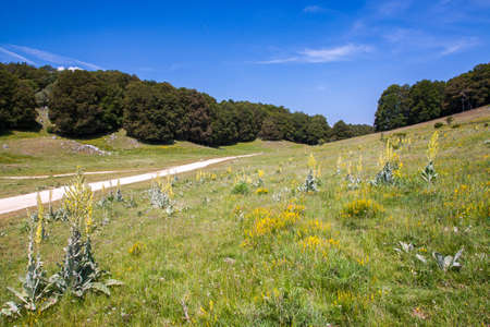 Summer mountain landscape