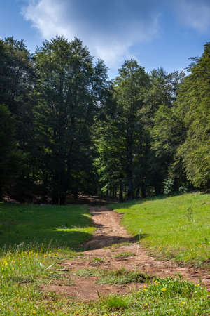 Summer mountain landscapeの写真素材