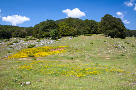 Summer mountain landscapeの写真素材