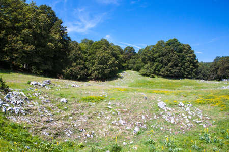Summer mountain landscapeの写真素材