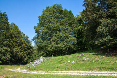 Summer mountain landscapeの写真素材