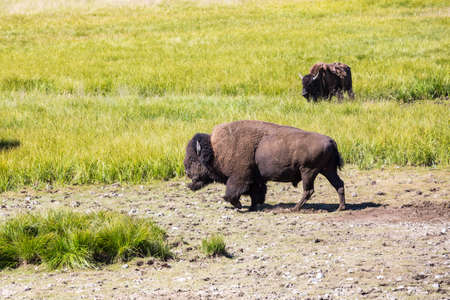 Bisons in Yellowstone National Park, Wyoming, USAの写真素材