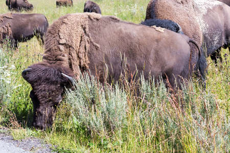 Bisons in Yellowstone National Park, Wyoming, USAの写真素材