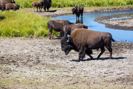 Bisons in Yellowstone National Park, Wyoming, USAの写真素材