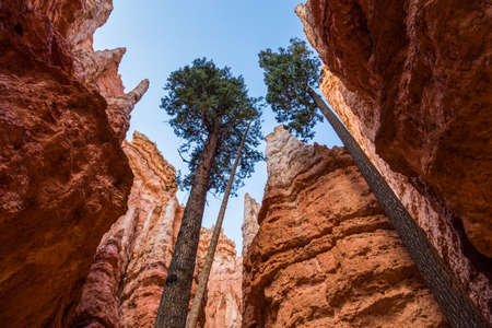 Bryce Canyon National Park, Utah, USAの写真素材