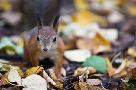 Portrait of a Grey Squirrelの写真素材