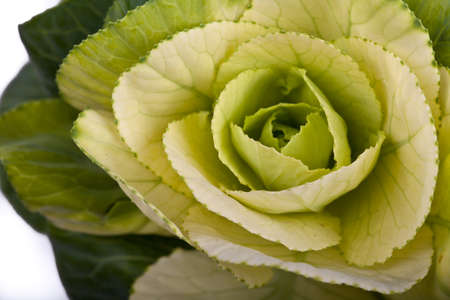 ornamental cabbage closeup isolatedの写真素材