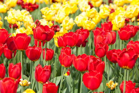  field of red and white tulipsの写真素材