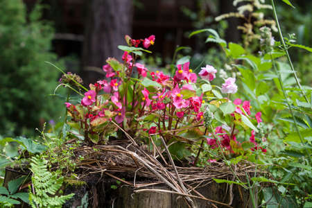 flowers on a background of green leavesの写真素材