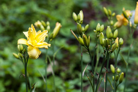 flowers on a background of green leavesの写真素材