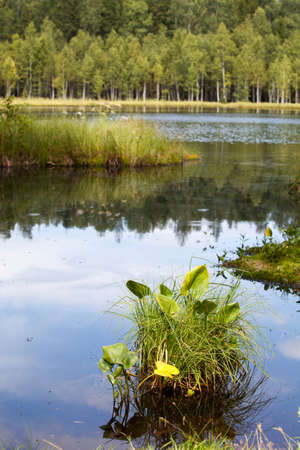 Spring flowers in the Asian garden with a pondの写真素材