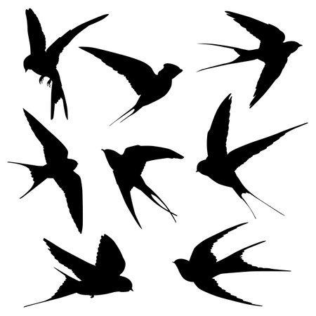 Collection of swallow bird silhouettes isolated on white backgroundのイラスト素材
