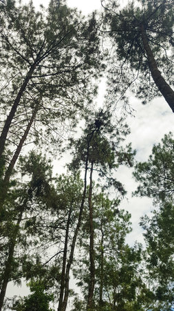 Pine trees in the forest, view from the bottom up.の写真素材