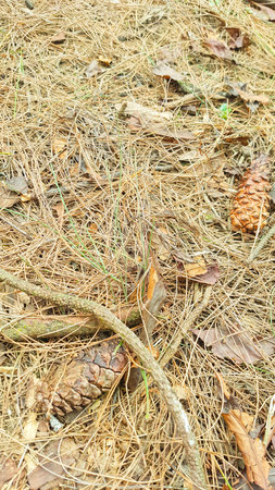 Pine cones on the ground in the forest, close-upの写真素材