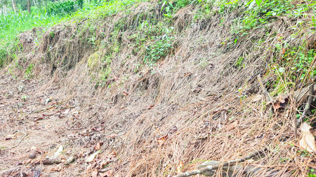 Dry grass in the forest, natural background and texture for design.の写真素材