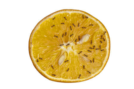 Ants feed on orange juiceの写真素材