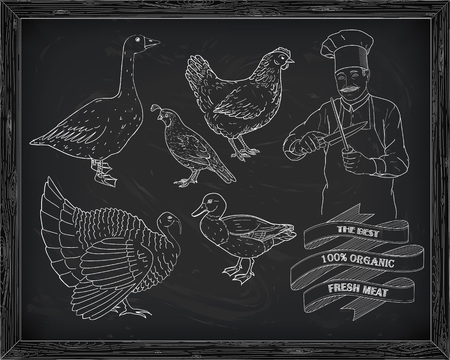 beautiful hen quail turkey duck goose with chef drawn in chalkのイラスト素材