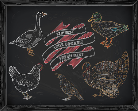 beautiful hen quail turkey duck goose quail drawn in chalkのイラスト素材