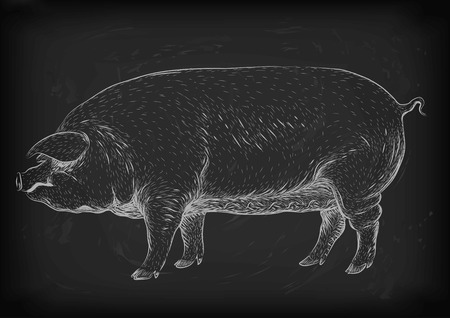 Pig, swine, hog sow piggy piglet piggie pigling brawn boar grown big eco farm animal snout.のイラスト素材