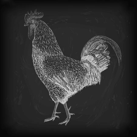 Cock cockerel rooster domestic bird farm animal poultry alive standing. Vector beautiful square closeup livestock agriculture sign signboard side view illustration white outline isolated backgroundのイラスト素材