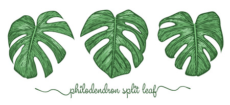 Leaves of philodendron elements set. Botany hand drawn graphic illustration. Collection of philodendron foliage on a white background. Vector beautiful, decorative illustrationのイラスト素材