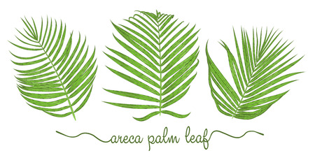 Leaves of areca palm elements set. Botany hand drawn graphic illustration. Collection of areca foliage on a white background. Vector beautiful, decorative illustrationのイラスト素材