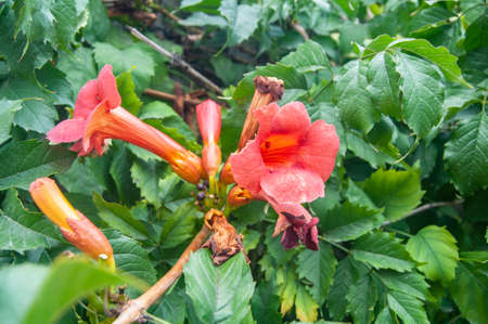 Lovely orange autumn flowers filled with life and moodの写真素材