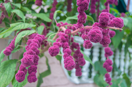 Lovely lilac autumn flowers filled with life and moodの写真素材