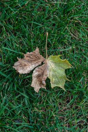 Fallen autumn maple leaf on the green grass of the park.の写真素材