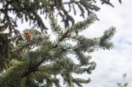 Spruce branch against the gray sky.の写真素材