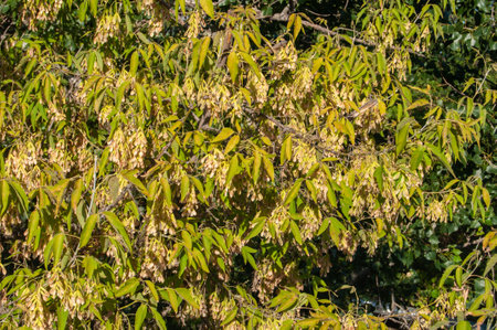 A branch with dry maple seeds against the backdrop of an autumn forest.の写真素材