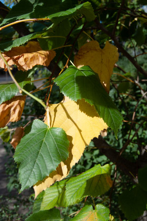 Colorful autumn leaves on a tree branch. Golden, orange and yellow fall foliage.の写真素材