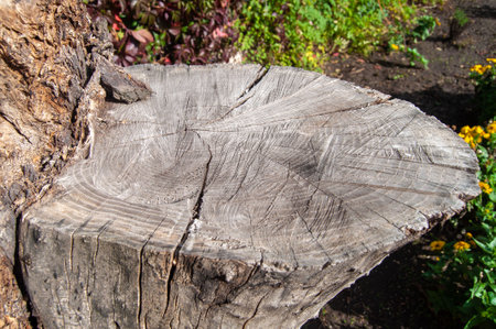 A cut of an old tree on the sidewalkの写真素材
