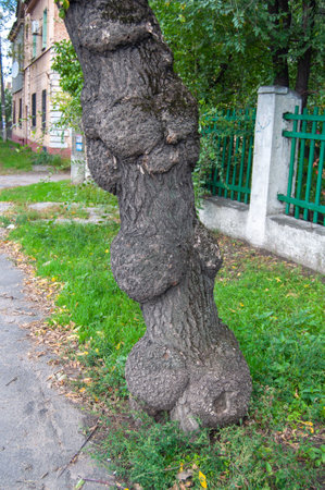 The trunk of an old tree on the streetの写真素材