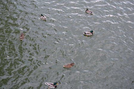 Ducks floating on the water. view from above.の写真素材