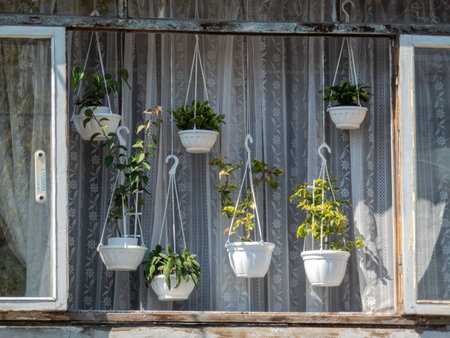 Various flowers in hanging pots, in the windowの写真素材