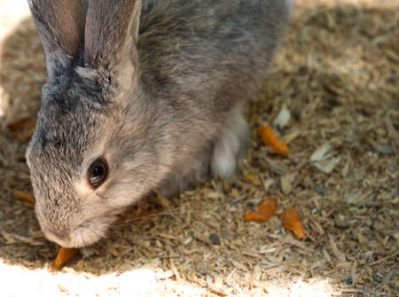 Children feed rabbit in Ñontact petting zoo  