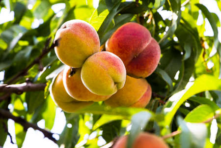 Juicy peaches grown in the gardenの写真素材