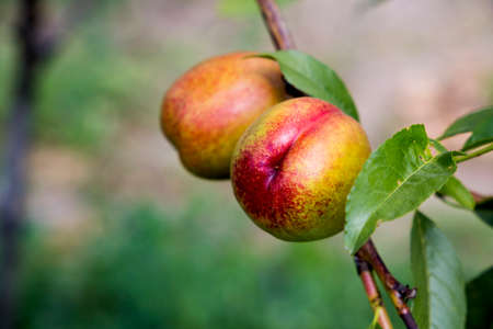 Juicy peaches grown in the gardenの写真素材
