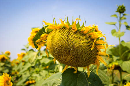 Yellow colorful sunflowers on the field in a bright sunny day の写真素材