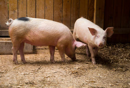 Two clean pink domestic pigs in the stableの写真素材