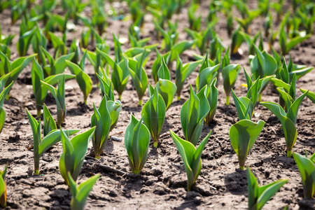 Tulip sprout on flowerbed