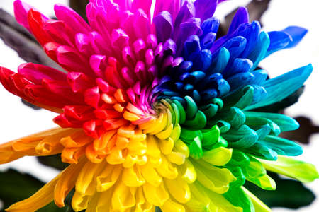 real multicolored chrysanthemum flower on the white background の写真素材
