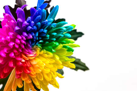 real multicolored chrysanthemum flower on the white background の写真素材