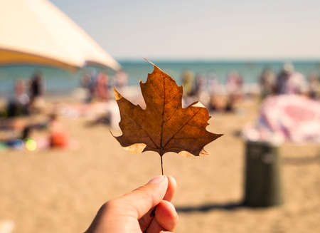 autumn beach - the first autumn leaf near the seaの写真素材