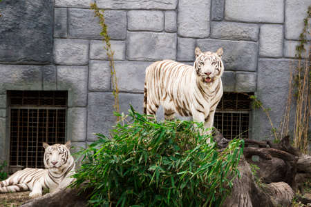 family of beautiful, majestic and rare white tigersの写真素材