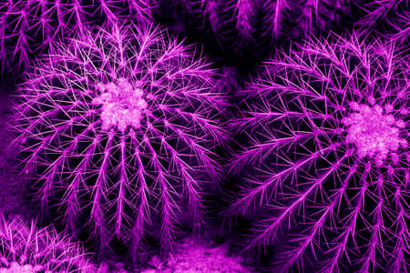 famous golden barrel cactus Echinocactus grusonii in the bright purple toningの写真素材