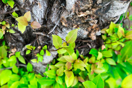 leaves grow from a dry tree and symbolizing the struggle, aspiration, ambition and so on 