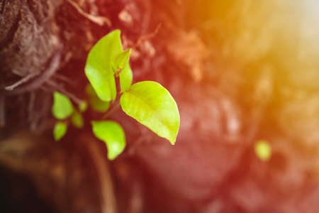 leaves grow from a dry tree and symbolizing the struggle, aspiration, ambition and so on の写真素材